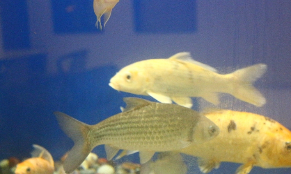 Aquarium Fish Display View