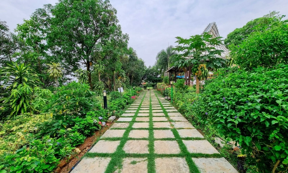 Garden Pathway & Green Landscape