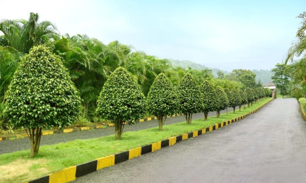 Scenic Resort Driveway & Greenery