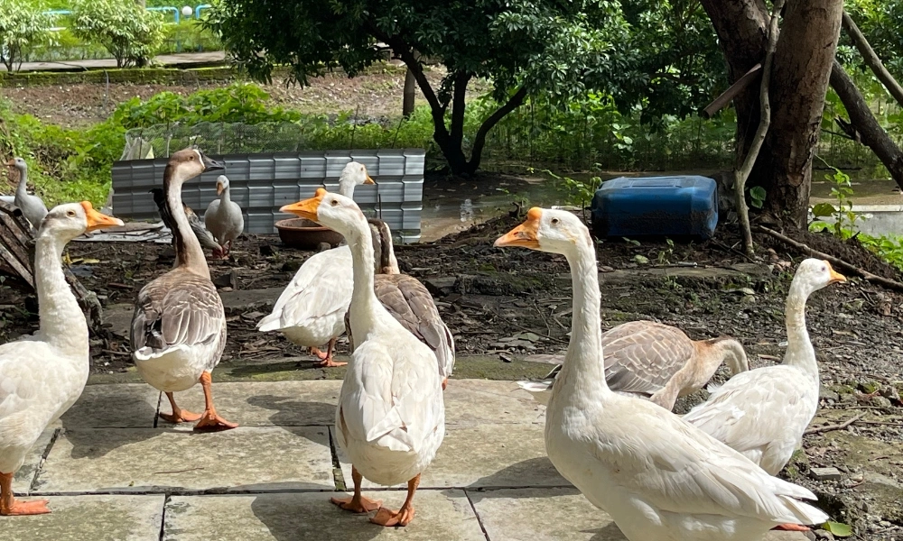 Duck Park & Nature Area