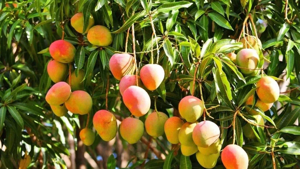 Mango Farm