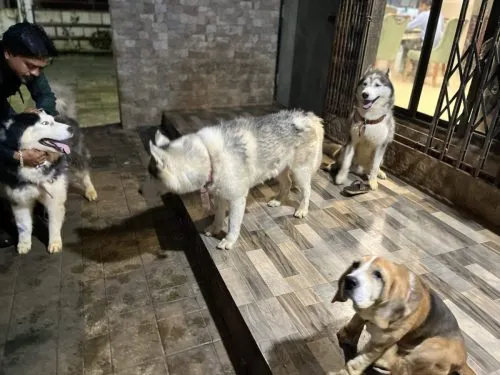 Dog Sitting Area