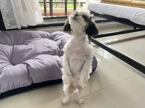 Pet Rooms